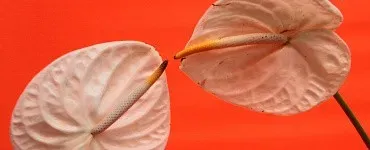 Академия секса для женщин